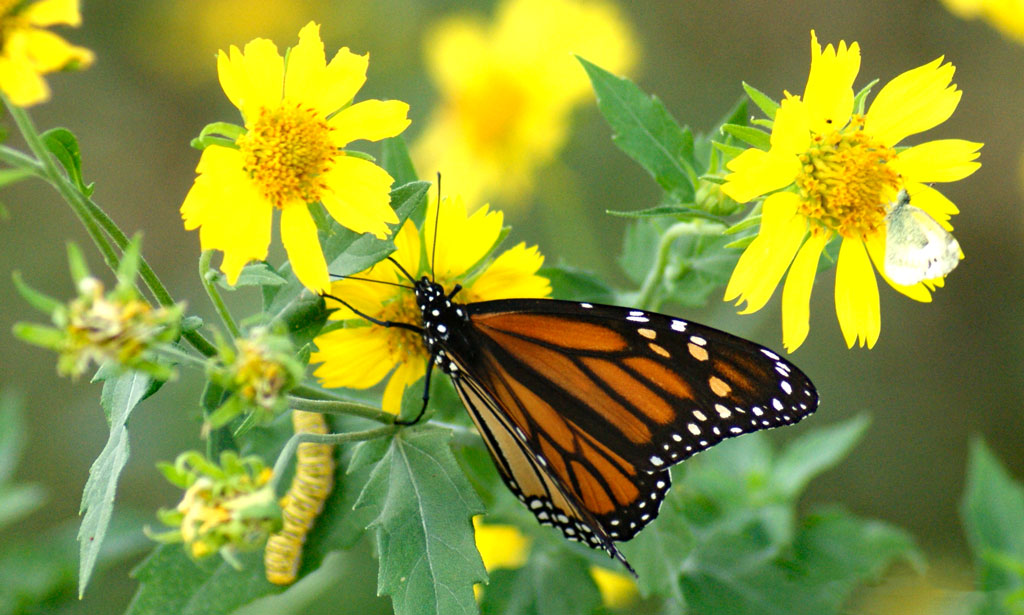 DID YOU KNOW monarch butterflies are classified as endangered? They are. A great number of them migrate through the Highland Lakes. Here's how you can help. #Burnet #MarbleFalls #Kingsland ow.ly/5Jxe50PEukX