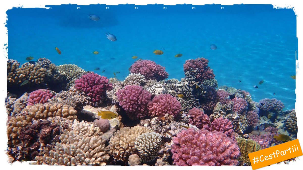 CestPartiii's tweet photo. ✈️🇪🇬 Moins de 95 € l'A/R (direct) pour l'#Égypte en janvier au départ de @GeneveAeroport 🔥

Ça va se baigner dans la mer Rouge ou pas !?

C'est partiii ➡️ https://t.co/WJg2IIN6kw https://t.co/dlzsc4E1zD