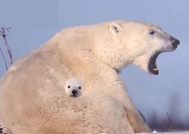 YouLoveBears's tweet photo. I love it when polar bears do this https://t.co/2DjIWpKzEk