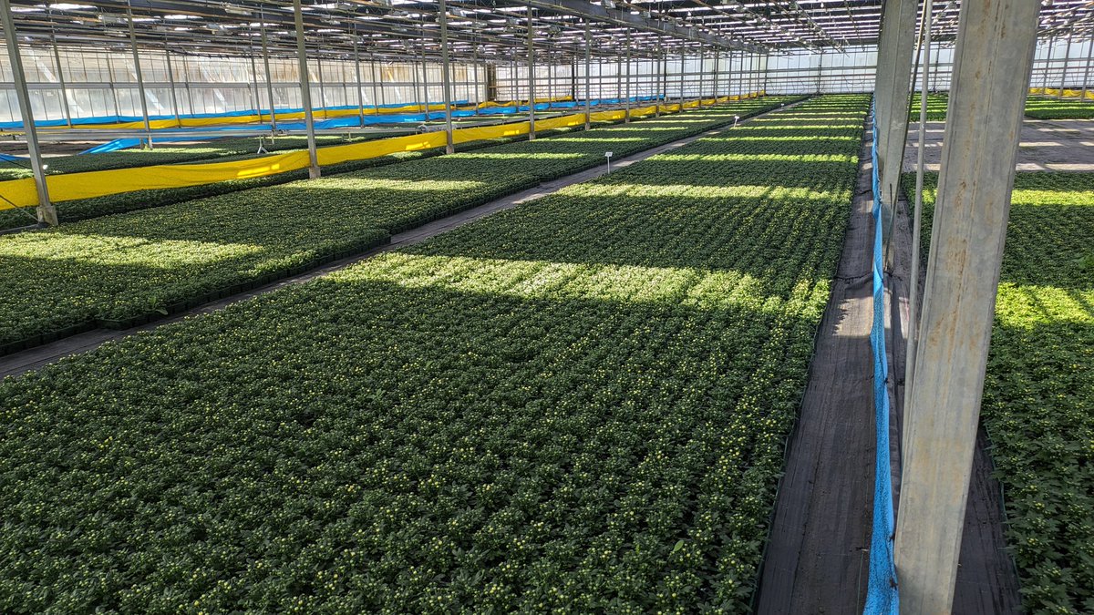 RHS Tender Ornamental Plant Committee tweet media