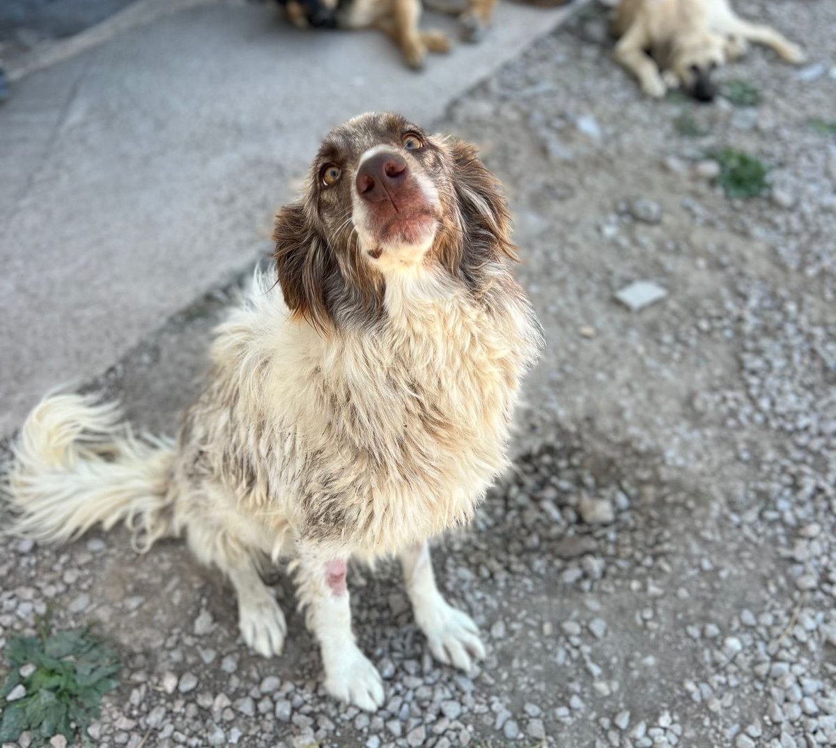 Maple’ın tedavisi için maddi destek arıyoruz, test sonuçlarını bu tweetin altına ekleyeceğim. Destek olmak isteyenler DM’den ulaşabilir. Ayrıca ödeme yapınca dekontu bu tweet altına ekleyeceğim yine 🙏🏻 Şimdiden herkese teşekkürler 🐾