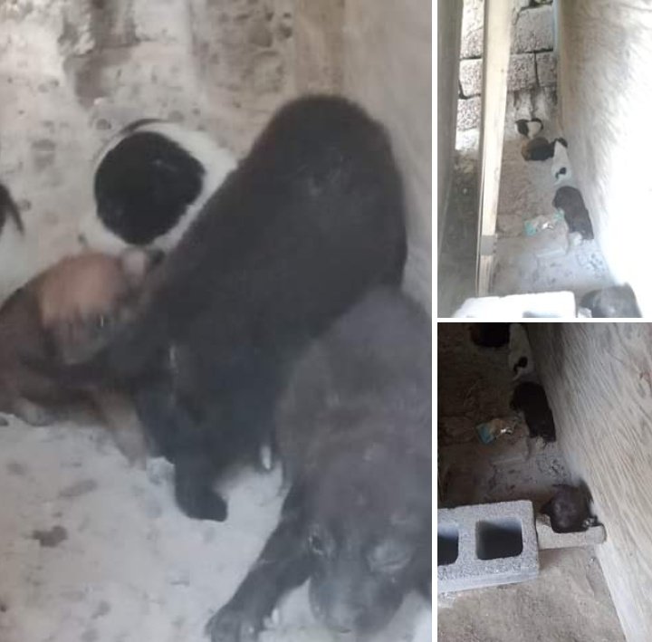 Hoy si que me rindo 😢 por más que quiera ayudarlos hoy me falta alimento pastillas para las garrapatas para la perritos que tengo en mi casa productos de limpieza etc. Estoy completamente agradecido por las personas que me apoyan que siempre están hay  muchas gracias 🙏🐕