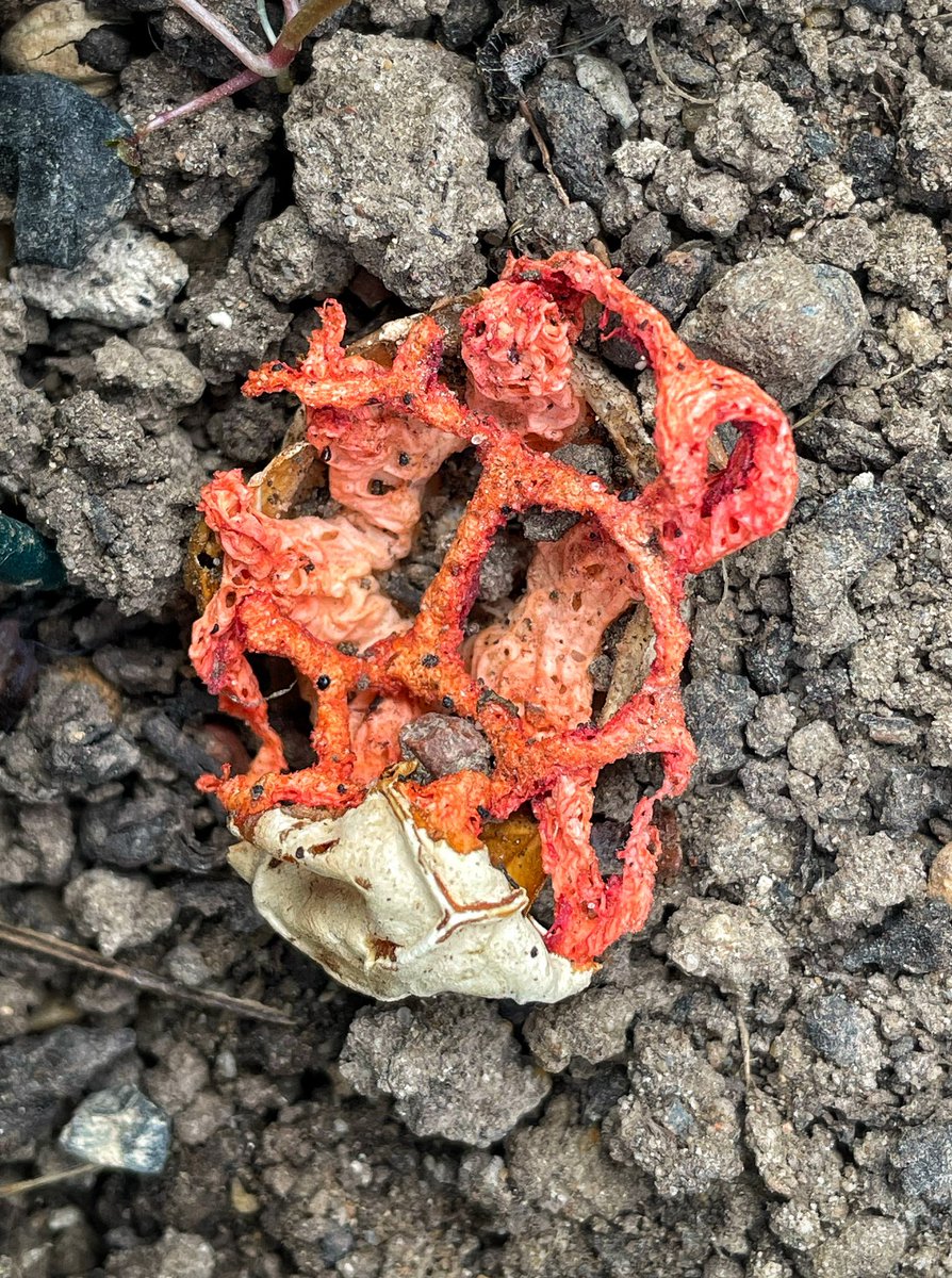 Chris_Lansdell's tweet photo. Red Cage Fungus, Clathrus ruber in Norfolk today. What a marvellous thing! 😍 #fungi #FungiFriday https://t.co/8ZlrlDaD41