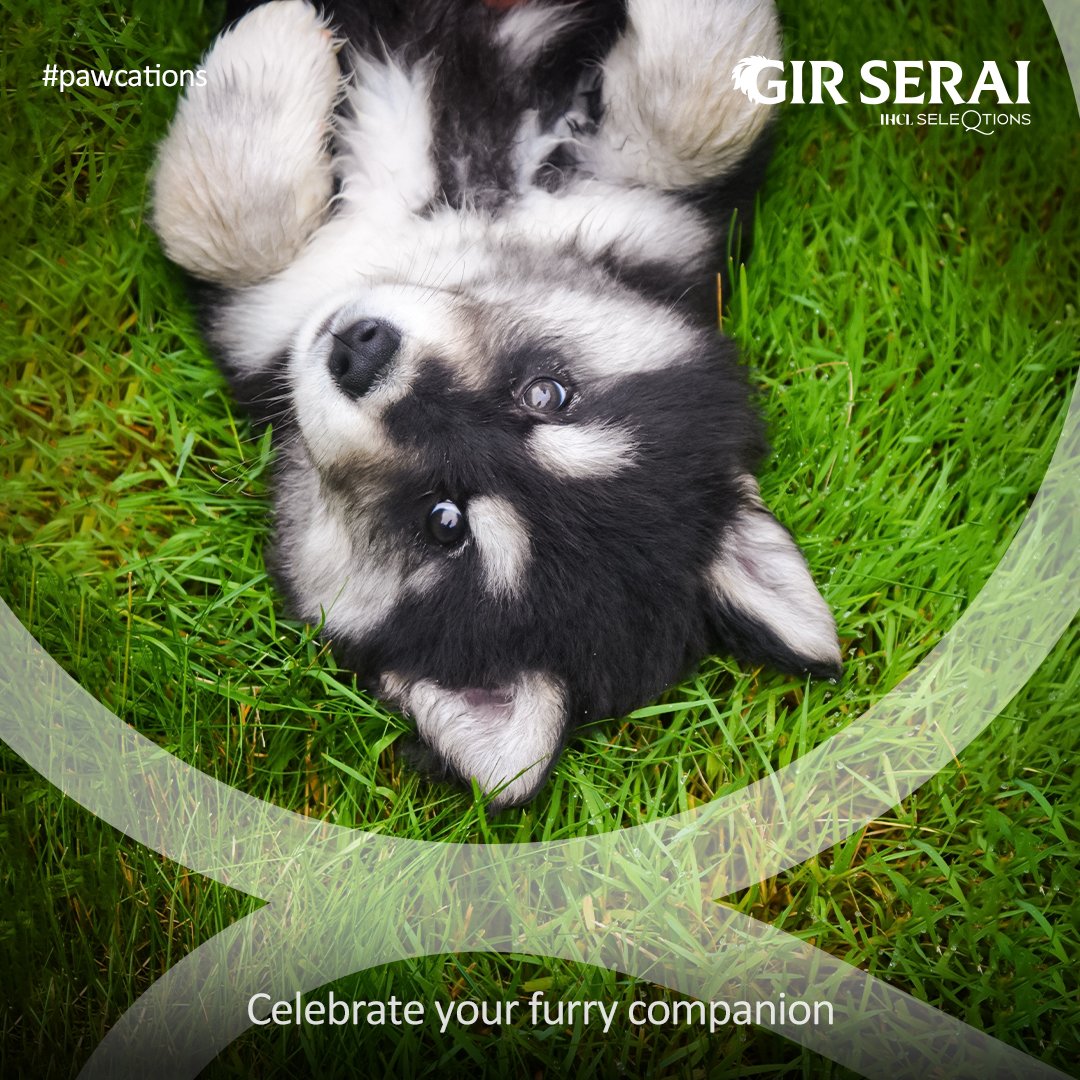 GirSerai's tweet image. Discover untamed wilderness and create paw-some memories together because, at Gir Serai, every day is a tail-wagging adventure!

#PetFriendly #WildernessWonders #PawsAndExplore #PawsToCelebrate #DoggyDaycation #Sasan #SeleQtions #SeleQtionsHotels #GirSerai