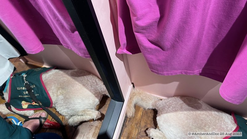 ArcherAndDoc's tweet photo. So proud of Archer, this was her first visit to a clothes shop and she tucked down no fuss and let me try on. But while she stayed down as I changed, she also sneaked her head under the curtain. 

Must have looked fun from the other side. 

#AssistanceDog #DogTraining https://t.co/Nz8vhv3B8y