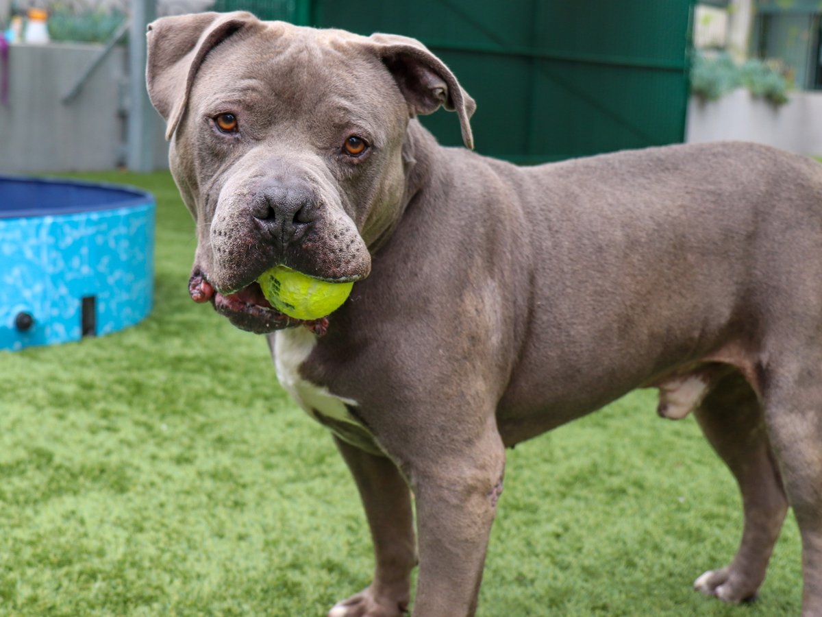 KTLAOffTheClock's tweet photo. #petoftheday Poseidon is a 5-year old Pit Bull Terrier mix. His favorite activities include relaxing, playing fetch &amp; taking snore-filled naps. Poseidon is relaxed &amp; mellow. He prefers to be the only dog in the house.
🐾 Contact: @PasadenaHumane 
🐾 Visit: https://t.co/nfnQyW7Bfs https://t.co/AEAT2sEfAT