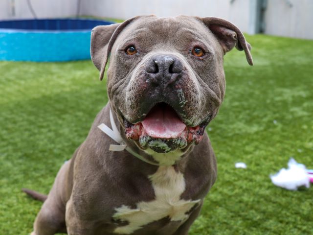 KTLAOffTheClock's tweet photo. #petoftheday Poseidon is a 5-year old Pit Bull Terrier mix. His favorite activities include relaxing, playing fetch &amp; taking snore-filled naps. Poseidon is relaxed &amp; mellow. He prefers to be the only dog in the house.
🐾 Contact: @PasadenaHumane 
🐾 Visit: https://t.co/nfnQyW7Bfs https://t.co/AEAT2sEfAT