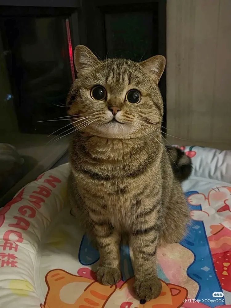 Why you should have a cat (@shouldhavecat) on Twitter photo 