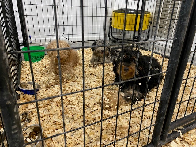 Iowa City Public Safety tweet media