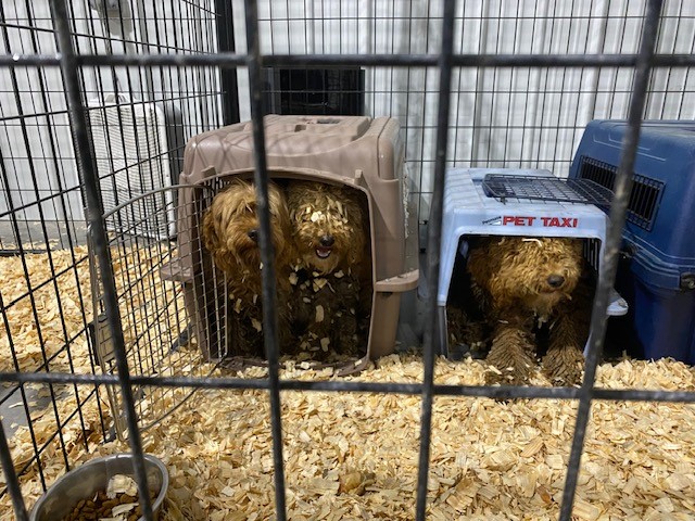 Iowa City Public Safety tweet media