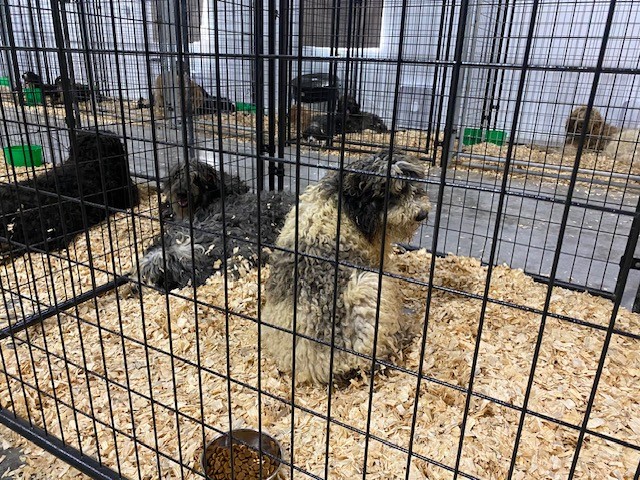 Iowa City Public Safety tweet media