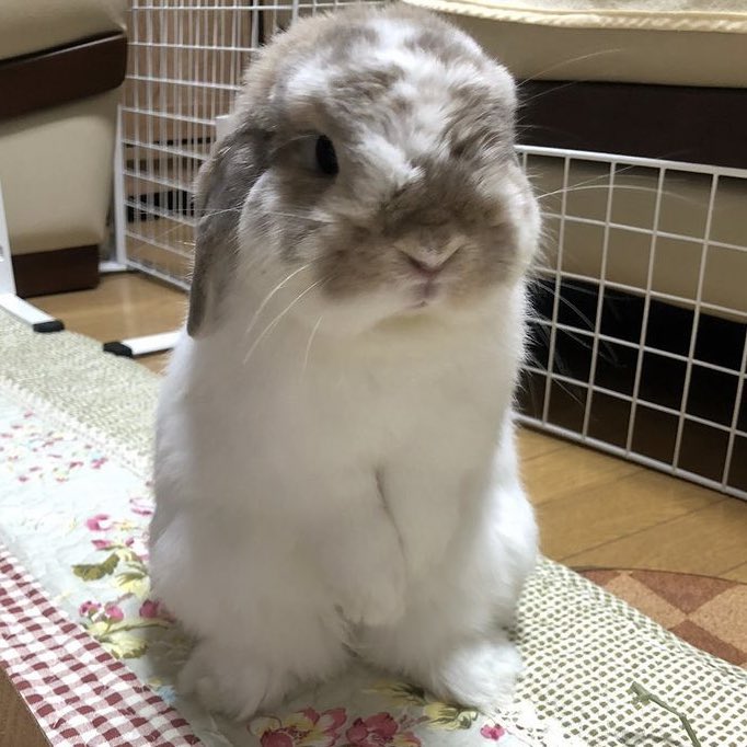 bunkoo pics !! 🐰💜 tweet media