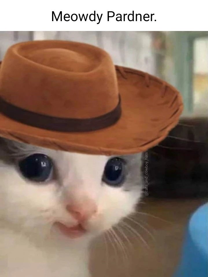 Wolfofsmallst's tweet photo. Meowdy Pardner https://t.co/PEtYXZTYGv