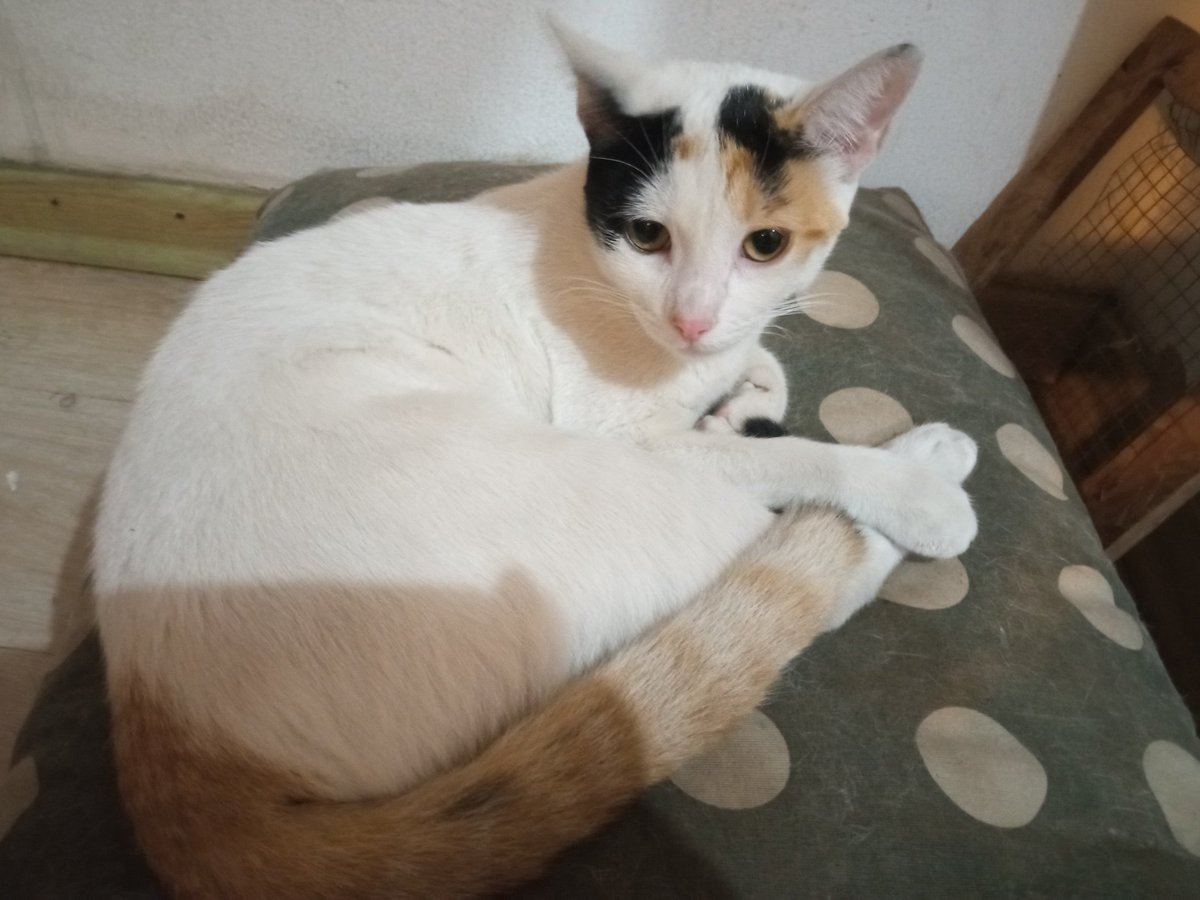 AdrianzenEduard's tweet photo. Luego de buscar mucho, hora de aceptar que Gata Khali se extravió. 13 meses, esterilizada. Hace 2 días no aparece. Ojalá esté por Miraflores, entre avenidas Chiclayo-Independencia-Inclan o cerca, o en techos. Por favor, cualquier informe al Whatsapp 998 134378
Muchas gracias https://t.co/iXmU85kVaD