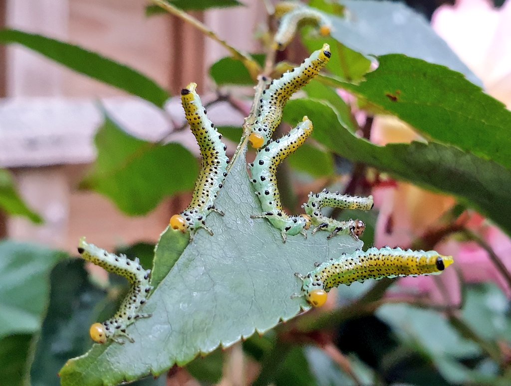 FranciscaSconce's tweet photo. Rose sawfly caterpillars in #WildPutney #insects
@AndrewSalisbur2 is it possible to get to species? I'm guessing its Arge sp. https://t.co/gua2LMuct5