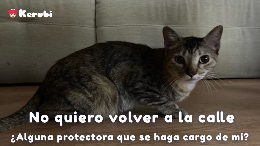 Marina Igueregui Martín me encontró en la calle, me llevó al  veterinario, donde comprobaron que no tengo Chip y que estoy sana. Pero  no puede quedarse conmigo, además el 1 de Septiembre se va a trabajar  fuera. No quiero volver a  la calle, alguna protectora que me acoja?