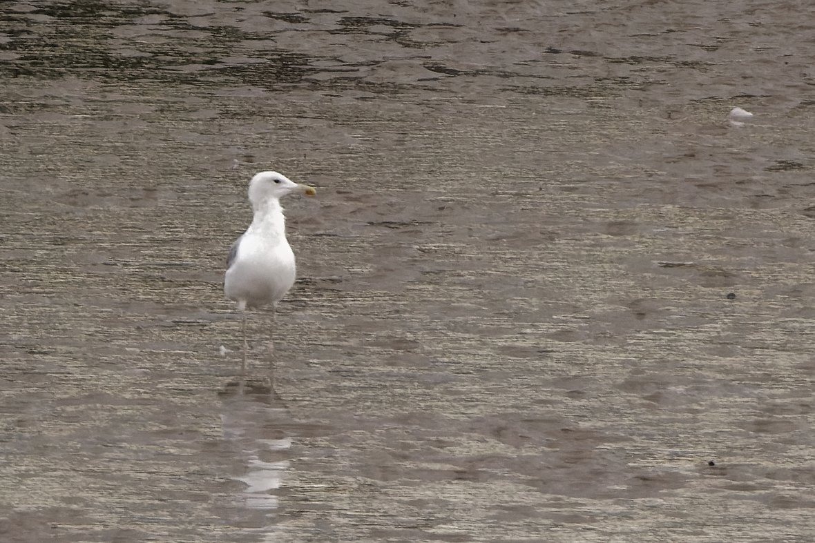 xbirder's tweet photo. A 3rd summer/ 4th cal year Caspian Gull moulting into Adult plumage on the sandbanks of the River Mersey this afternoon 7 yellow legged gulls also #Birding #Cheshire #Caspo https://t.co/FXkgbkBVCA