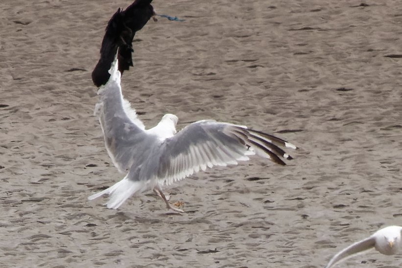 xbirder's tweet photo. A 3rd summer/ 4th cal year Caspian Gull moulting into Adult plumage on the sandbanks of the River Mersey this afternoon 7 yellow legged gulls also #Birding #Cheshire #Caspo https://t.co/FXkgbkBVCA