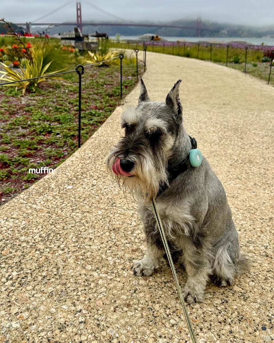 muffinjai's tweet photo. #PresidioTunnelTops are among the most unique attractions to arrive in #SanFrancisco in years π feature scenic overlooks, trails, and picnic areas that offer stunning views of the #GoldenGateBridge π #SanFranciscoDogs #DogsOfSanFrancisco #SFDogs #DogsOfSF πΆπΎ #Schnauzer https://t.co/pYkRpvF94H
