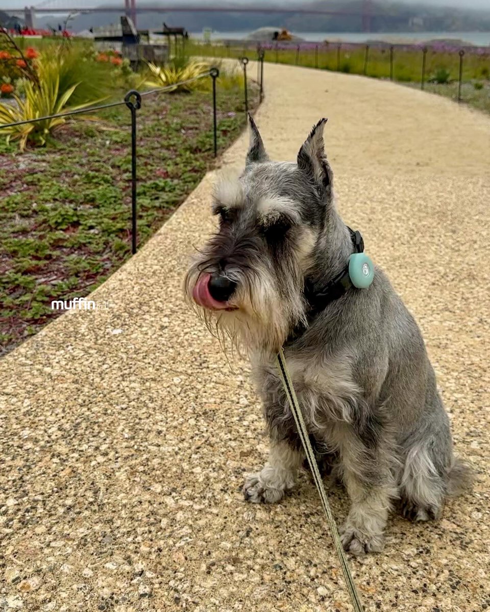 muffinjai's tweet photo. #PresidioTunnelTops are among the most unique attractions to arrive in #SanFrancisco in years π feature scenic overlooks, trails, and picnic areas that offer stunning views of the #GoldenGateBridge π #SanFranciscoDogs #DogsOfSanFrancisco #SFDogs #DogsOfSF πΆπΎ #Schnauzer https://t.co/pYkRpvF94H