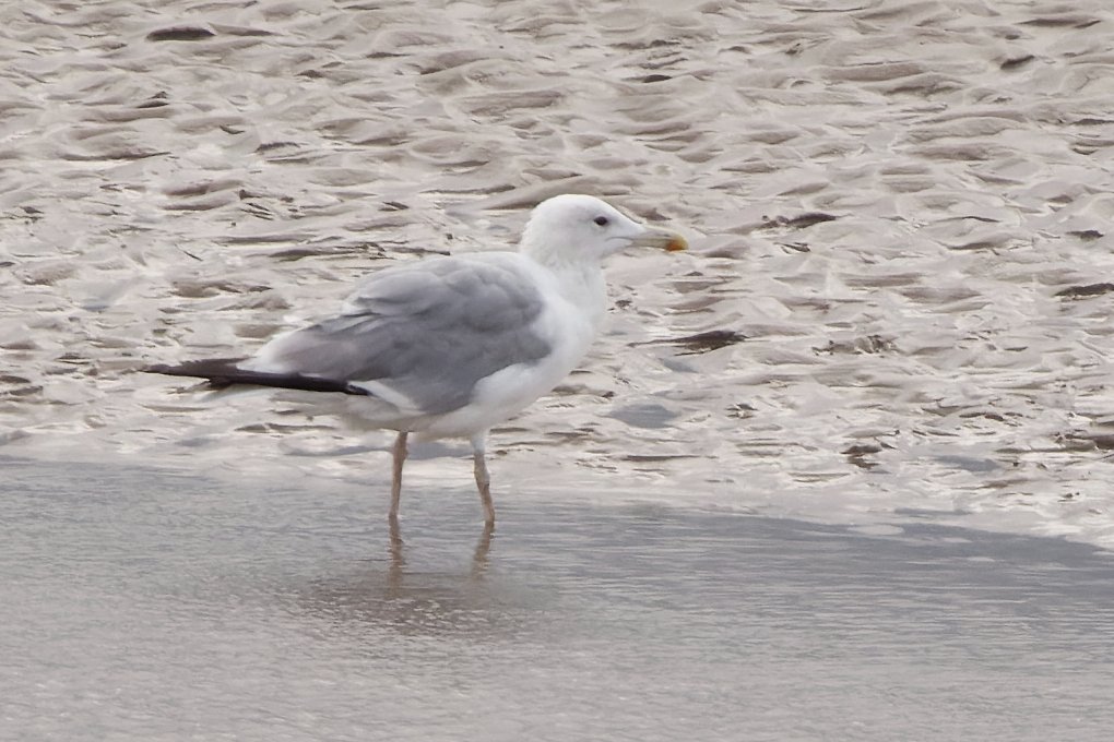 xbirder's tweet photo. A 3rd summer/ 4th cal year Caspian Gull moulting into Adult plumage on the sandbanks of the River Mersey this afternoon 7 yellow legged gulls also #Birding #Cheshire #Caspo https://t.co/FXkgbkBVCA