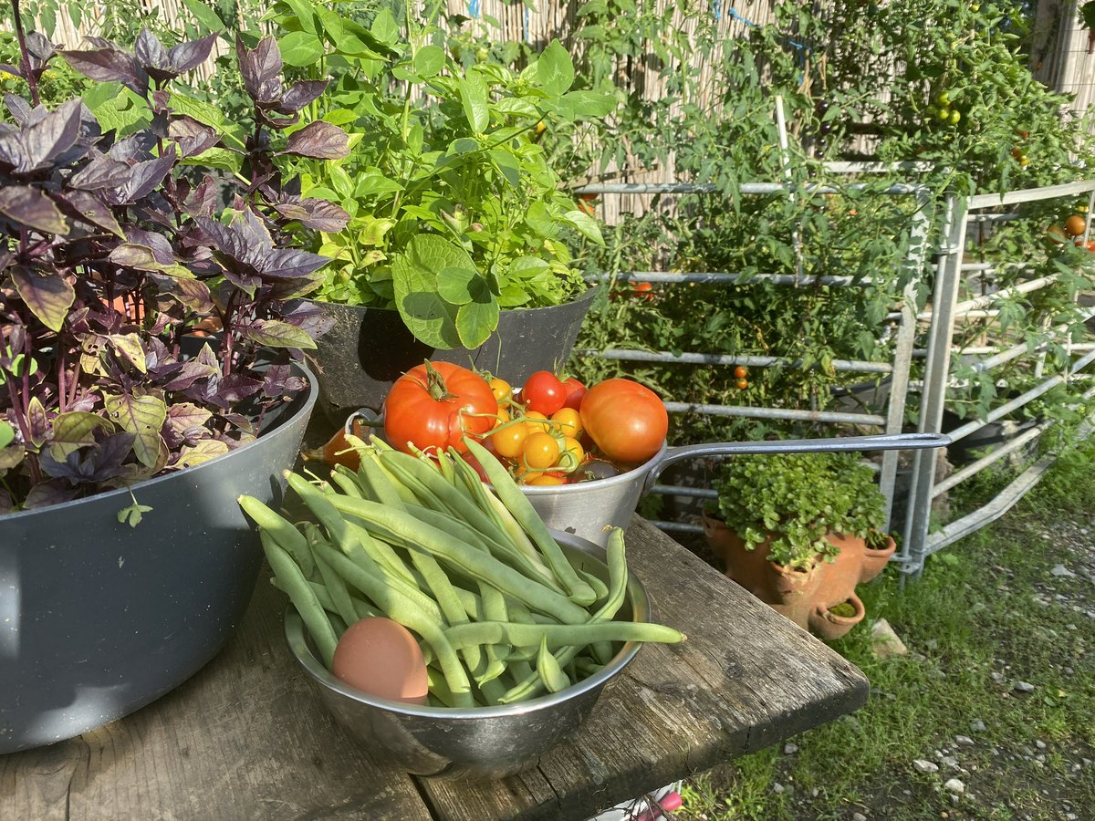 Auf einer aufgeschotterten Fläche einen Garten anzulegen ist eine Herausforderung. Aber es hat geklappt. Das feuchtwarme Wetter lässt dieses Jahr alles üppig wuchern. Für alle die den Schottergarten weg haben möchte…macht es…..es lohnt sich