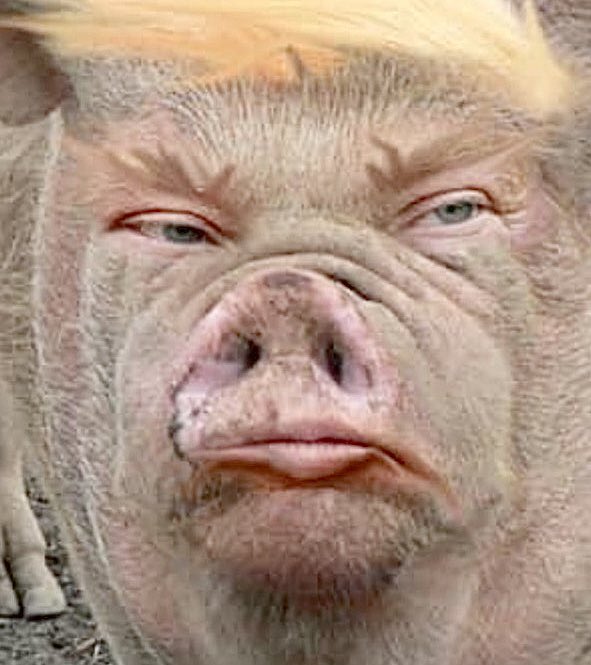 John O'Connell tweet media