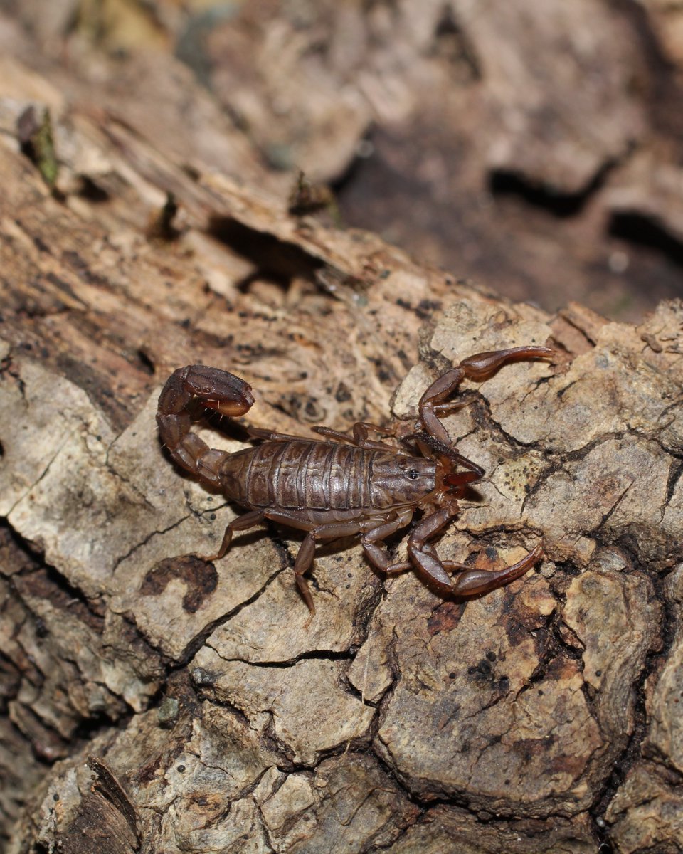 Save Mount Diablo tweet media