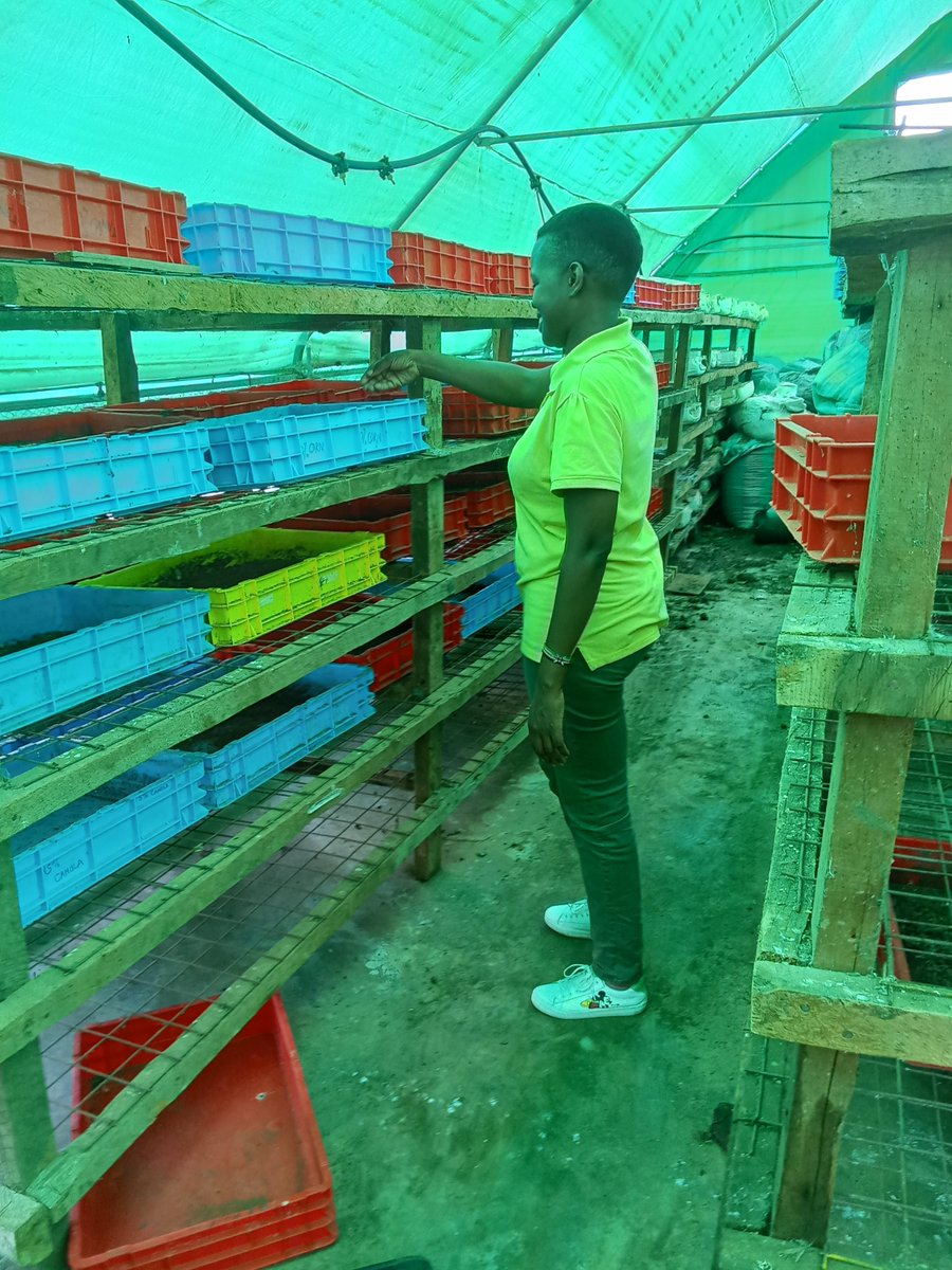 talktosave254's tweet photo. BSF, a solution to organic waste. @pamojatrust @USAIDKenya @sdikenya @WeAreVCA @NakuruCountyGov https://t.co/nUFKvlQGpl
