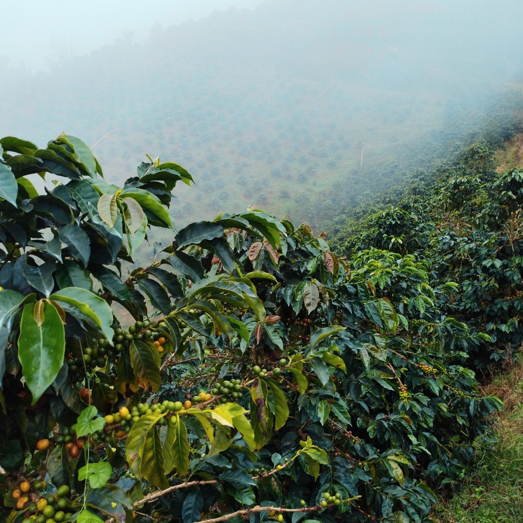 What is the Climatic Phenomenon of El Niño?

Our friends at <a href="/SustHarv/">Sustainable Harvest</a> chatted with Oscar Fernando Hurtado, Director of Research and Data Analysis for Latin America here at Sucafina  and the full english Q&amp;A is now online! bit.ly/44susXZ

#specialtycoffee #greencoffee
