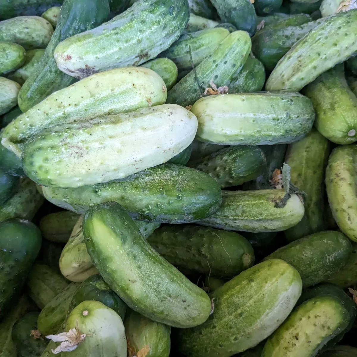 If you're a pickle-lover in the NW, you've probably heard of <a href="/BeyondPickles/">beyondpickles</a>. I'm a big fan, and I may be appearing at some of their favorite farmer's markets in the coming months, to promote my PICKLEMAN book! Look at these beautiful cukes! The Pickleman himself would be proud.