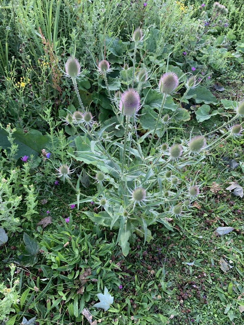 Teasel - a safe feed that’s in flower.  This prefers to grow in calcium-rich soil and likes the warm weather, only flowering July – August. Tortoises can eat the flowers before the flower head dries out to self-seed. Only provide the softer leaves and avoid the thorned stems.