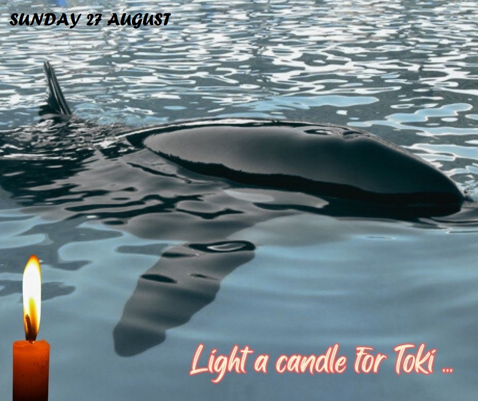 Please light a candle in memory of this amazing whale who suffered so much, with such dignity. marineconnection.org/sunday-27-augu…