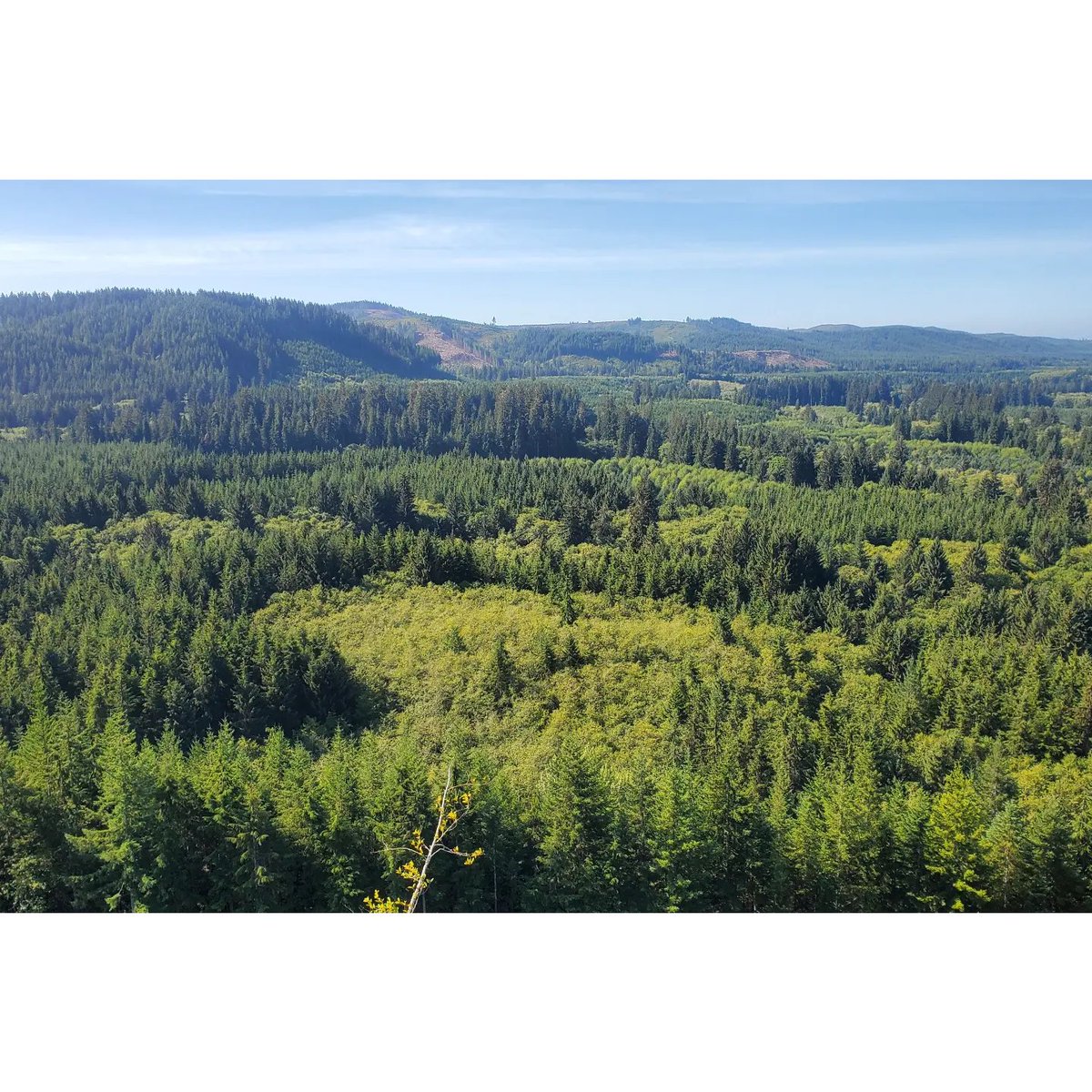 BisTanus's tweet photo. (finally figured out why my tweets weren't going out!) The best part of my job is integrating #datascience, #carbonremoval through #improvedforestmangement on ground to show the scope of growing #forestcarbon across Coastal Temperate Rainforest after a clearcut. #climatesolutions https://t.co/cmHkNzlCgu
