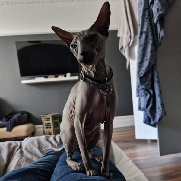 Amuna #missing Grey female Sphinx cat, smaller then usual sphinxes Very friendly, #neutered & #chipped Was wearing a black collar with heart but if someone dumped her, she might not have it anymore #Lost 12/08/23 in the  #MuswellHill area of  #London #N10  pawboost.com/p/9457776