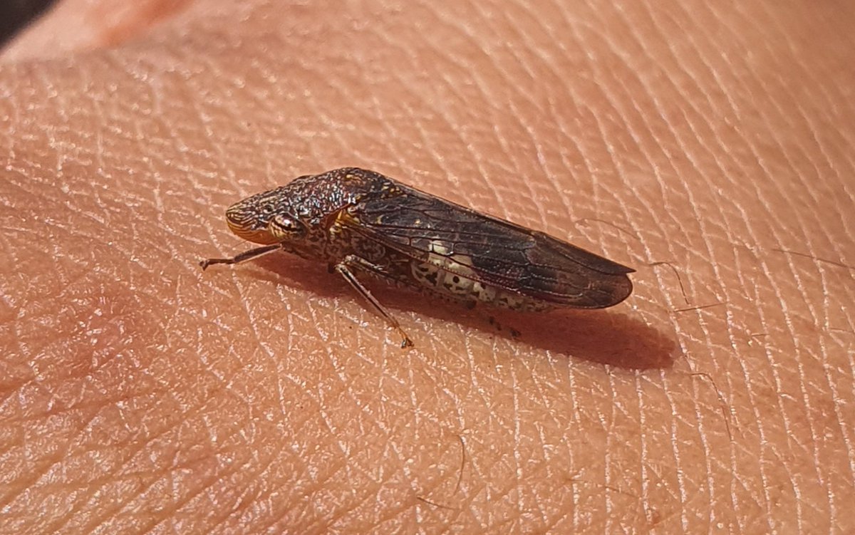 LostInHash's tweet photo. What are you, little guy?
#BugTwitter #InsectTwitter https://t.co/FXxknp5RBx