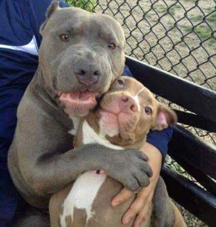 Moreno's tweet photo. When we’re both dogs but that's still my hyna no matter what https://t.co/1cF9jn8zce
