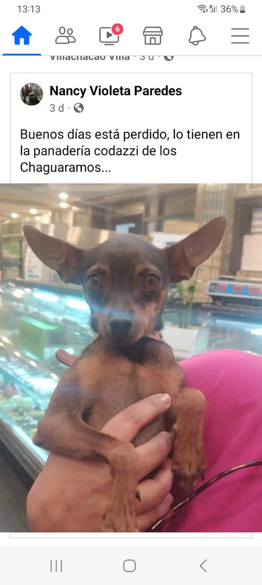 RamsesVazBlanco's tweet photo. Reenviado.  Extraviado no hay nro de contacto.  Gracias 💗🐾🙏🐶😔 https://t.co/u9jA7zk7Va