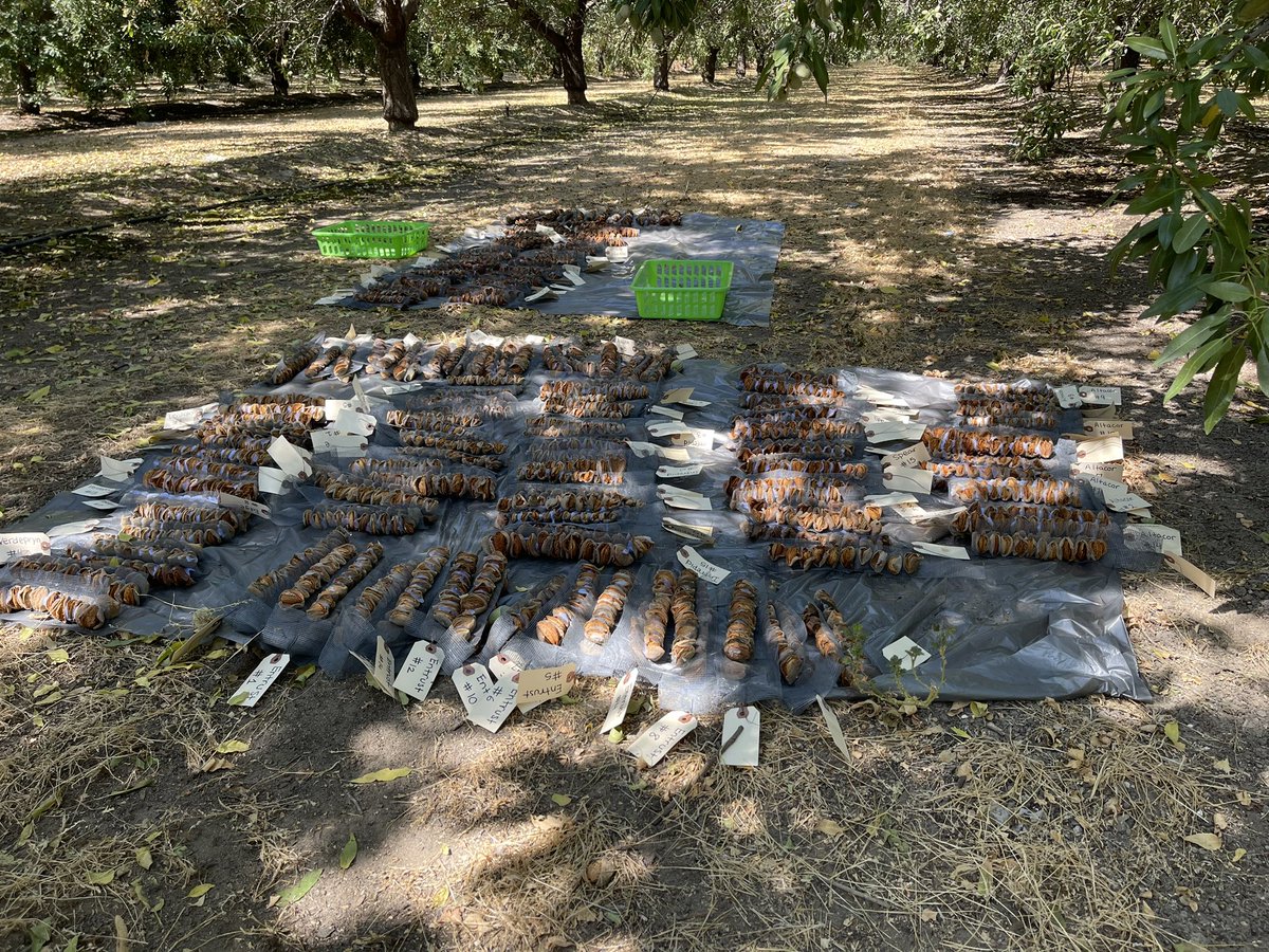 Today’s work setup! 
Doing Navel Orangeworm trial with biological and reduced-risk insecticides using these almond strands.