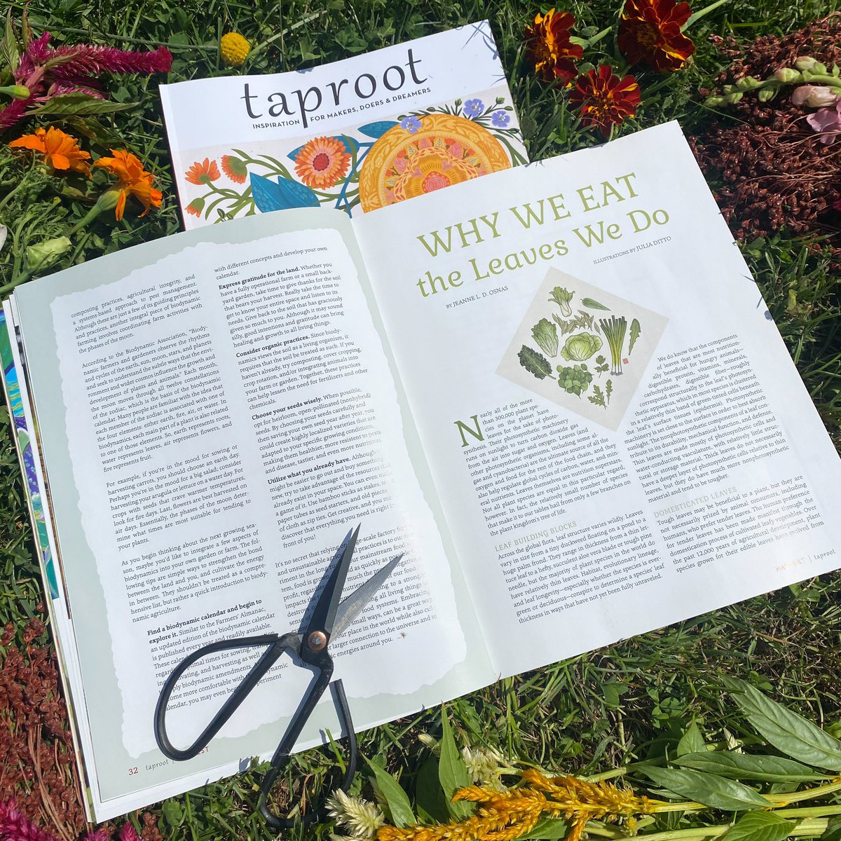 BitKblog's tweet photo. @taprootmag sent this lovely photo of the first page in the latest issue, HARVEST, with illustrations by the talented @JuliaDitto . https://t.co/ttQqRajsiP