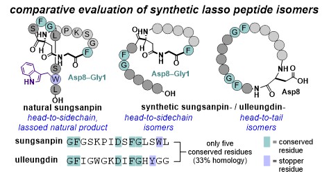 agr_chemistry's tweet photo. In our latest @chemrxiv preprint https://t.co/DoQ5JToWvt, we detail the synthesis and evaluation of cyclic lasso peptide isomers. Our studies show the lasso motif is not a required feature to slow cancer cell migration in the sungsanpin / ulleungdin series. @UtahChemistry @UUtah https://t.co/LZU0r81UMR