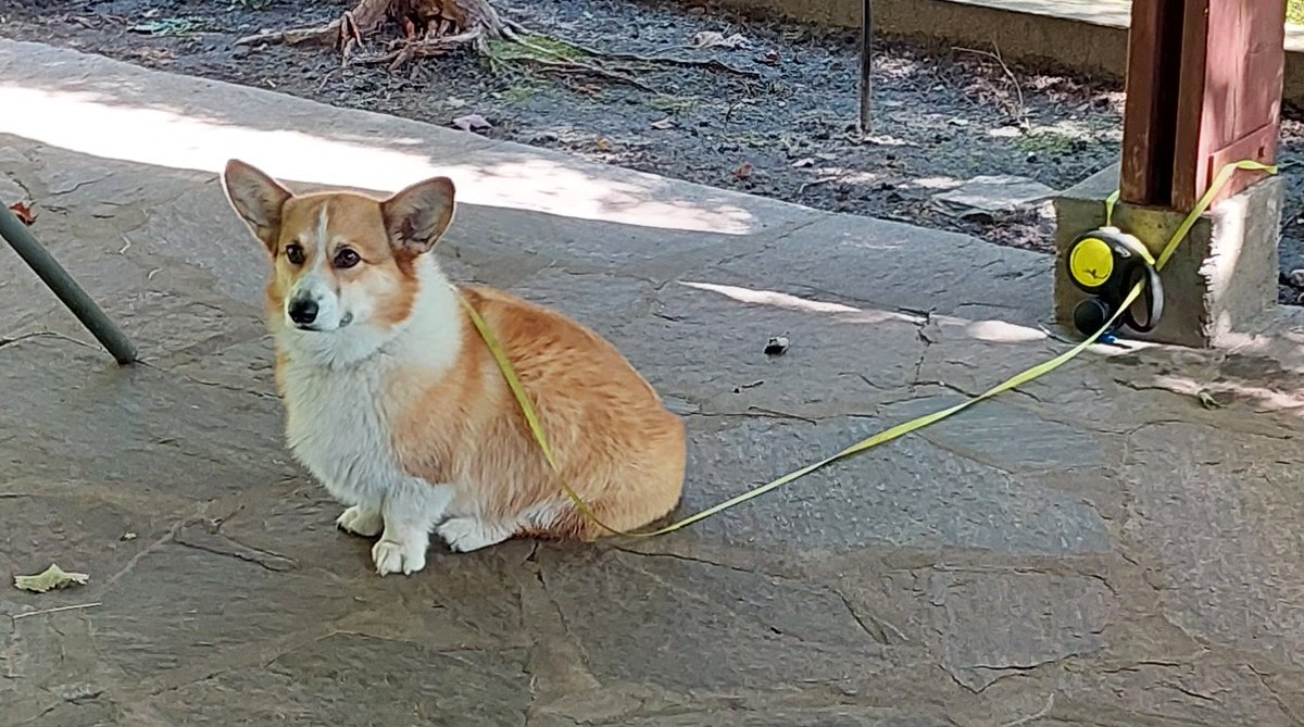 tomsmybeagle's tweet image. Trying to chomp on @LongbottomMorty #LineDog