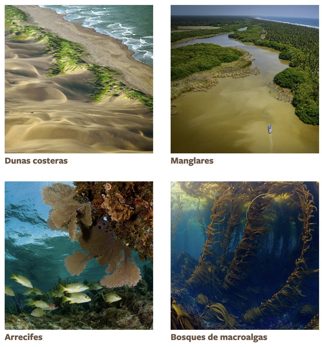 CONABIO's tweet photo. En https://t.co/JJIgsYBf11 tenemos una increíble sección para que conozcas los impresionantes ecosistemas mexicanos.
México es hogar de una biodiversidad sin igual. Acompáñanos en esta aventura y adéntrate en la diversidad de flora y fauna que nos rodea.
https://t.co/A8gIoZWeXI https://t.co/kc3W0X4rme