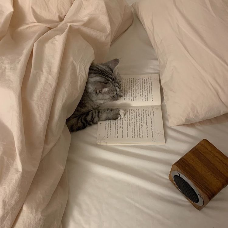 GorditoGatito2's tweet photo. https://t.co/Bec1Soar8u