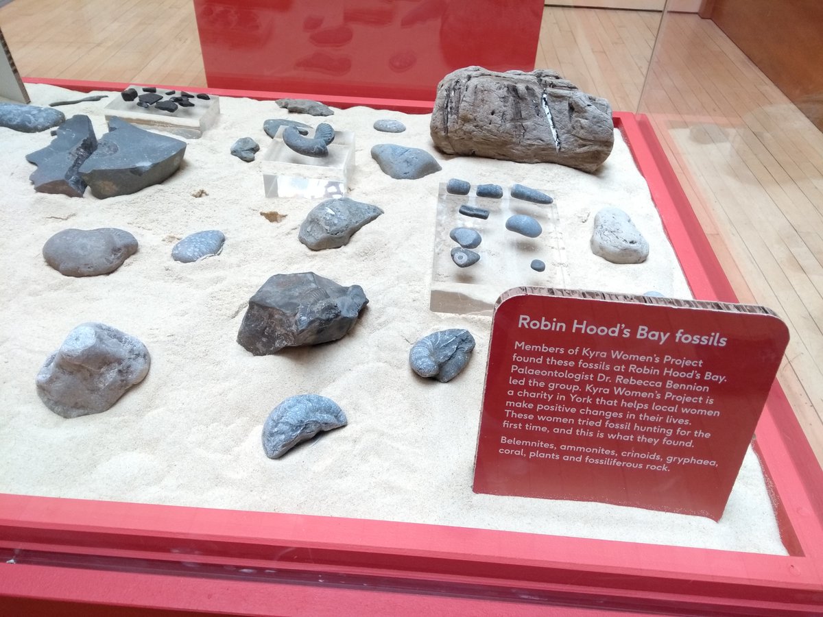 CalymeneBlue's tweet image. Today I finally got to visit the excellent Mary Anning exhibition @yorkshiremuseum! 

It was so great to see the display of fossils found by my group of first-time fossil hunters!