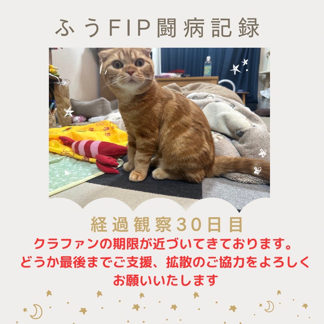 1ym112's tweet photo. 8月25日(金)

経過観察30日目

🐈クラウドファンディング🐈
達成率1️⃣0️⃣3️⃣%！！
🔥残り1️⃣9️⃣時間🔥

目標1,000,000円

READYFOR支援
 970,000円🆙
直接支援
 63,000円
合計1,030,000円

沢山の方からご支援をいただき、
遂に達成となりました！
皆様、本当に有難うございます。
感謝しても仕切れません。 https://t.co/cJ3IwqDOcR