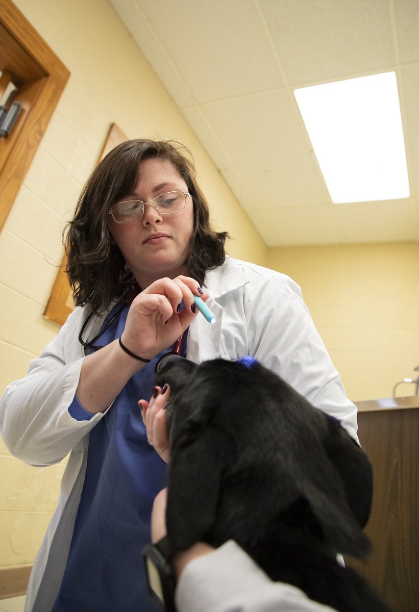 Murray State's Board of Regents has adopted a resolution of support to create a task force and begin a feasibility study to examine the statewide shortage of veterinarians and work toward the development of a School of Veterinary Medicine. Link: bit.ly/3KWfwdM