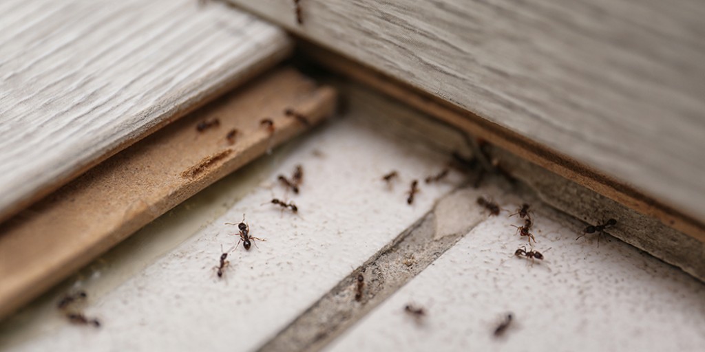 #DidYouKnow - there are more than 700 different identified #ant species throughout the United States 🐜