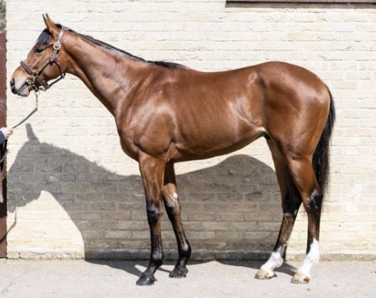 adrian_keatley's tweet photo. Thanks forever gives way late on , finishing 3rd today in the 100k maiden in York , the richest maiden run in England. It was a very competitive affair and this 24k breeze up showed all the ability he possesses. Well done to all connections #machine #thanksforever https://t.co/j2SgIzsGIo