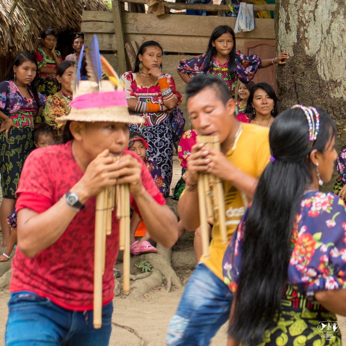 AmazonTeamOrg's tweet photo. 🎙 💚 The seventh episode of the Living Territories social media based podcast series releases across our social media platforms on Friday, September 1!
🌌 Tune in across our social media platforms to hear the #Gunadule people of the Caimán Nuevo reserve in Antioquia, #Colombia tells us how their territory connects them with their #culturalidentity, to exist as a people who "sing and dance so as not to die."
Per the community elder Crisela Santacruz:
🗣 “We, as the Gunadule people, strengthen each other and Mother Earth. That is why we must work hand in hand to take care of everything around us. Especially we women. Because we as a community take care of our territory, and Mother Earth then gives us the means to live and move forward.”
#territorialjustice #landrights #sustainability #rainforest #nature #amazonrainforest #savetherainforest #savetheamazon #amazonia #indigenouspeoples #indigenousreserve #territorialjustice #landjustice #environment #podcast